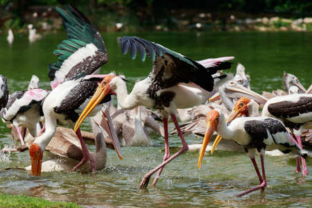 Group of pelicans catch fish from lake river. Pelican bird wallpaper , backgroundの写真素材