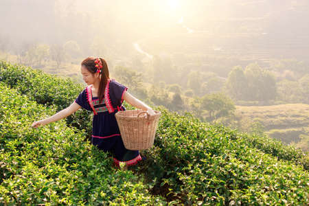 Young Tribal Asian women from Thailand picking tea leaves on tea field plantation in the morning at...