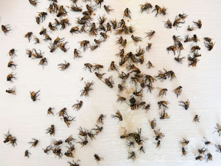 Many several dead flies caught on sticky fly paper trapの写真素材
