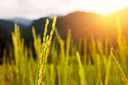 close up of golden paddy rice in the rice field with morning lightの写真素材