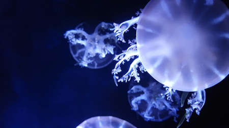 group of fluorescent jellyfish swimming in Aquarium pool. transparent jellyfish underwater with...