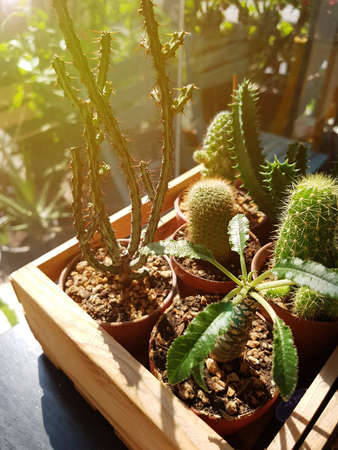 Cactus in vintage wooden pot with morning light, cactus cultivation is a popular hobbyの写真素材