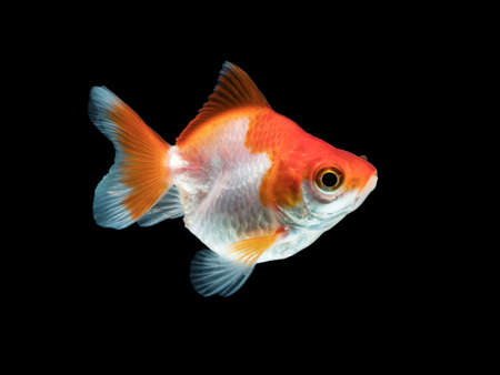 single goldfish with white and orange color isolated on black backgroundの写真素材