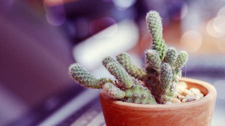 image of cactus with old color filter style and bokeh light at background, cactus is a popular pastime of the new generationの写真素材