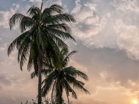 coconut palm trees leave at sunset with sky background, summer tropical landscape backgroundの写真素材