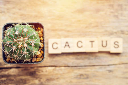 cactus plant in a pot with text cactus from wooden blockの写真素材