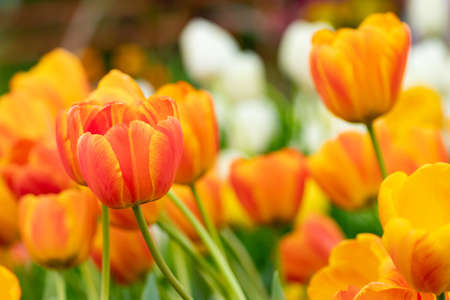 colorful of tulip flowers field in spring season, orange tulipの写真素材