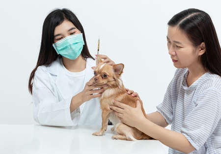 vet doctor is examining the dog and treating it by injecting medicine in clinic with the pet owner next to it. pet care conceptの写真素材