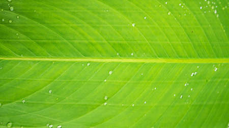 green leaf with dew drop of water, selective focus. nature conceptの写真素材