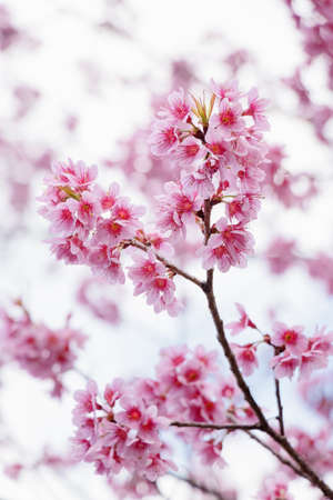 landscape of beautiful cherry blossom, pink Sakura flower branch against background of blue sky at Japan and Korea during spring season with close up flowers bushの写真素材