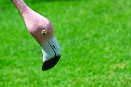 Flamingo in gardenの写真素材