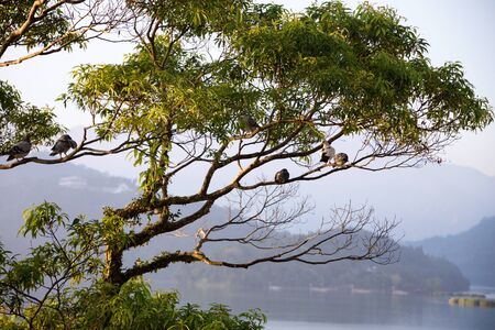 Birds sitting in a tree on Sun Moon Lake during sunriseの写真素材