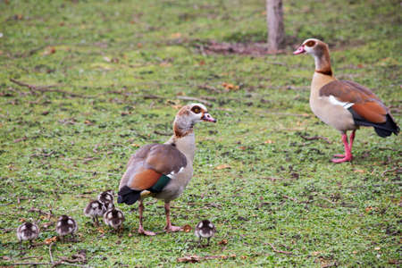 a family of ducks in a park on a bright day