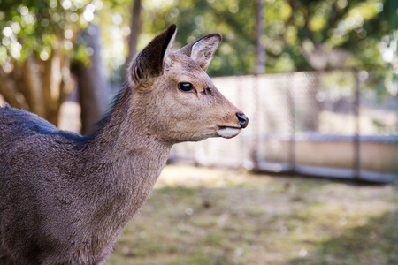 side portrait of wild deer in Nara Japanの写真素材