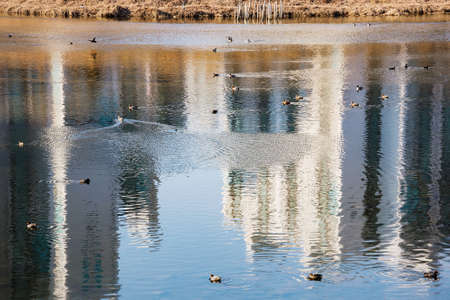 Ducks in a river with building reflections in the waterの写真素材