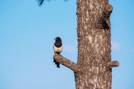 Magpie perched on a tree with blue sky outdoorsの写真素材