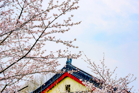 tranquil scene of cherry blossoms with traditional buldingの写真素材