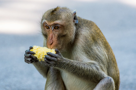Portrait of a monkey eating sweetcorn in Thailandの写真素材