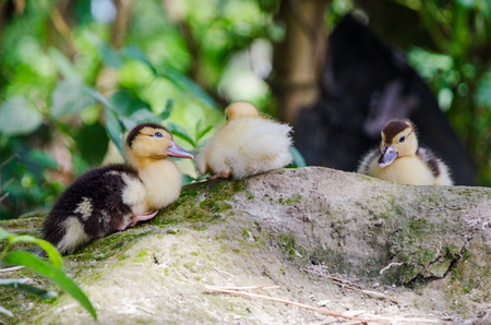 Baby ducklings sitting on a rock outdoorsの写真素材