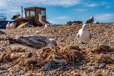 Seagulls eating crabs on Hastings Beach, UKの写真素材