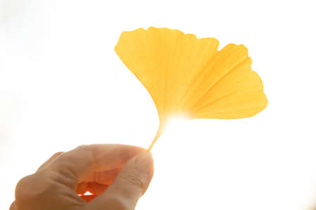 Female hand with a yellow leaf of a ginkgo tree. Sunny autumn day. Sun glare. Herbal medicine conceptの写真素材