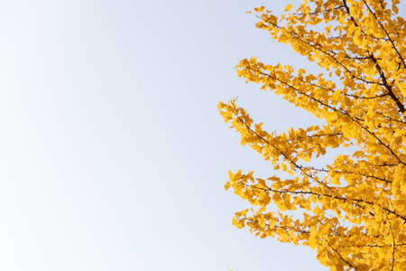 Crown of ginkgo tree with bright yellow leaves on sky. Bottom view. Autumn background with copy...