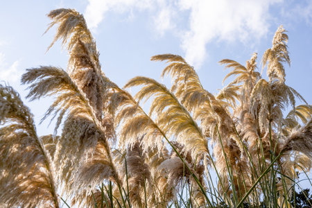 Ripe decorative reeds inflorescences fluttering in the wind. Beige pampas grass outdoor. Backlight, bottom viewの写真素材