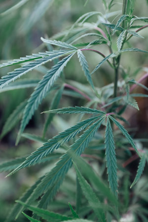 Hemp leaves close-up