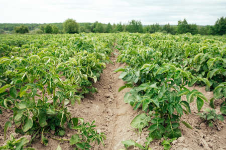 Field with rows of green organic potato bushes. Growing vegetables on the farm
