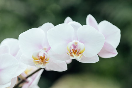 White phalaenopsis orchid flowers close up on botany gardenの写真素材
