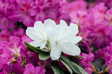 Blooming pink azalea flowers close-up, rhododendron in a botanical garden.の写真素材