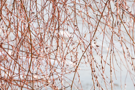 Twigs of flowering willow in spring, willow catkins on the background of a frozen river