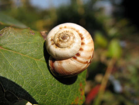 Snail sitting on a piece of paper bush