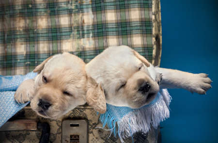 Sleeping dogの写真素材