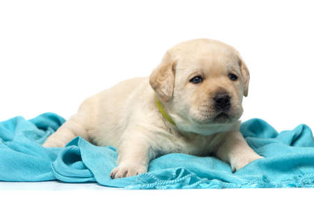 Labrador puppyの写真素材