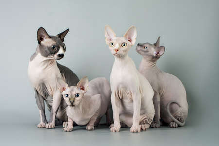 Family sphynxの写真素材