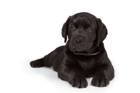 white labrador retriever puppy dog looking away from the camera on white backgroundの写真素材