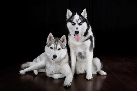 Northern sled dog breed Husky