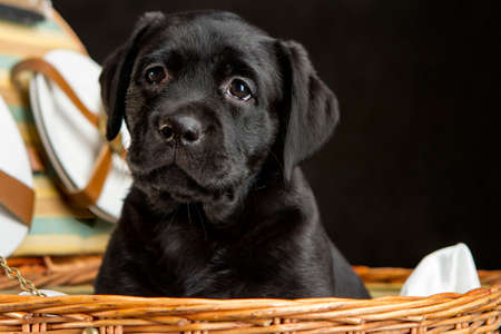 white labrador retriever puppy dog looking away from the camera on white backgroundの写真素材