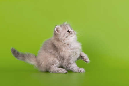 Scottish cat on a green backgroundの写真素材