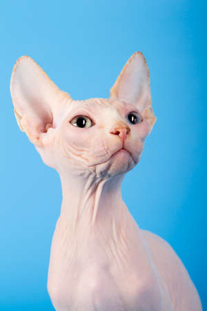 Young canadian sphinx cat on a blue background