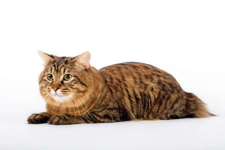 Kuril Bobtail Cat Ð¾n an isolated backgroundの写真素材