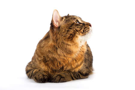 Kuril Bobtail Cat Ð¾n an isolated backgroundの写真素材