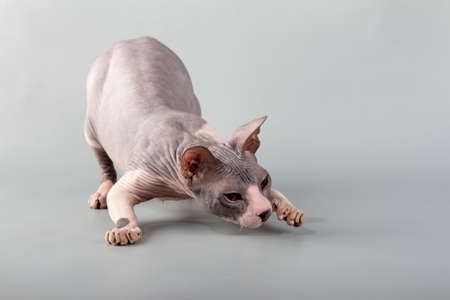 Young Don sphinx cat on an isolated backgroundの写真素材