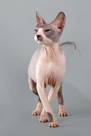 Young Don sphinx cat on an isolated backgroundの写真素材