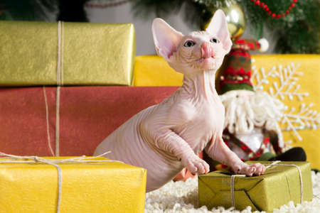 Canadian sphynx catの写真素材
