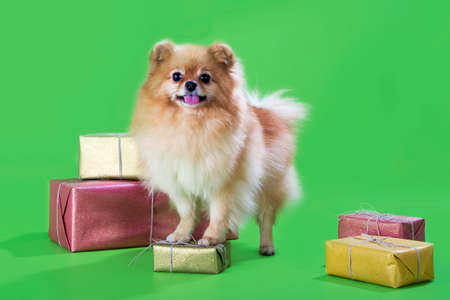 pomeranian spitzの写真素材