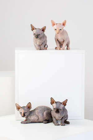 sphinx cat family on the bright backgroundの写真素材