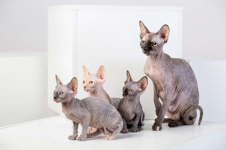 sphinx cat family on the bright backgroundの写真素材