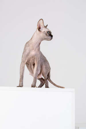 breed Sphynx kitten on a white backgroundの写真素材